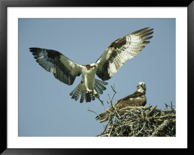Osprey Landing In Its Nest Near Its Partner by Klaus Nigge Pricing Limited Edition Print image