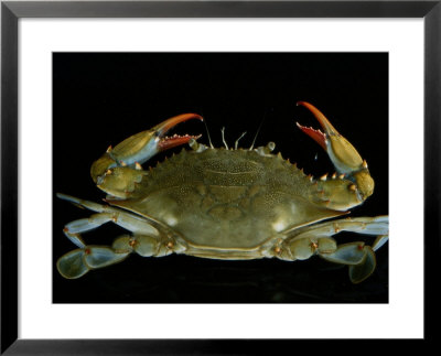 Overhead Close-Up Of A Blue Crab by George Grall Pricing Limited Edition Print image