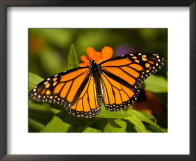 Monarch Butterfly At The Lincoln Children's Zoo, Nebraska by Joel Sartore Pricing Limited Edition Print image