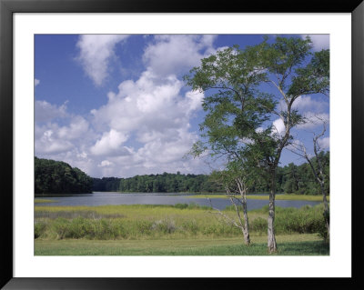 Indian Field Creek, On Colonial Highway, Near Williamsburg, Virginia, Usa by Pearl Bucknall Pricing Limited Edition Print image