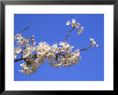 Sakura, Imperial Palace, Tokyo, Japan by Rob Tilley Pricing Limited Edition Print image