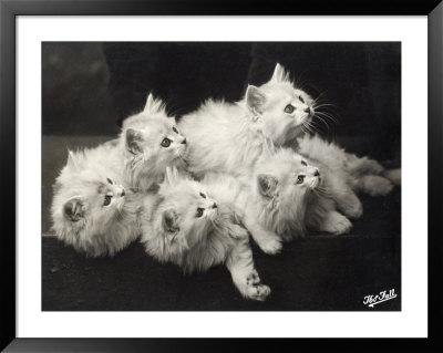 Group Of Five Adorable White Fluffy Chinchilla Kittens Lying In A Heap Looking Up At Their Owner by Thomas Fall Pricing Limited Edition Print image