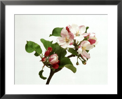 Pink And White Flowers And Green Foliage Of Apple (Malus) Blossom On White Background by John Beedle Pricing Limited Edition Print image