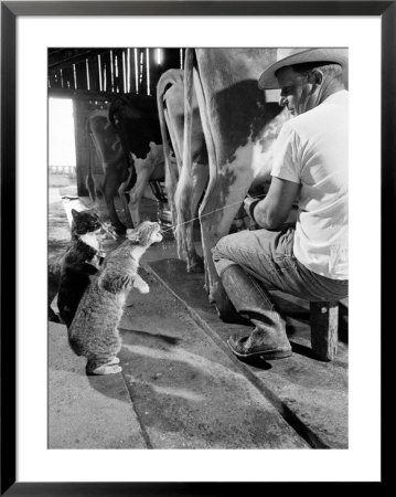 Cats Blackie And Brownie Catching Squirts Of Milk During Milking At Arch Badertscher's Dairy Farm by Nat Farbman Pricing Limited Edition Print image