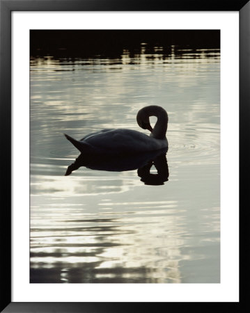 A Mute Swan Preens On Mirrored Waters by Mattias Klum Pricing Limited Edition Print image