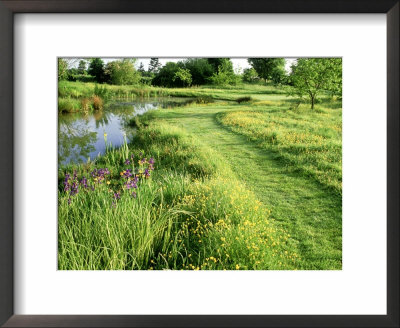 Large Wild Pond, Mown Grass Path Through Ranunculus (Buttercup) Meadow by Mark Bolton Pricing Limited Edition Print image