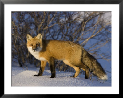 Redfox (Vulpes Vulpes), Churchill, Hudson Bay, Manitoba, Canada by Thorsten Milse Pricing Limited Edition Print image