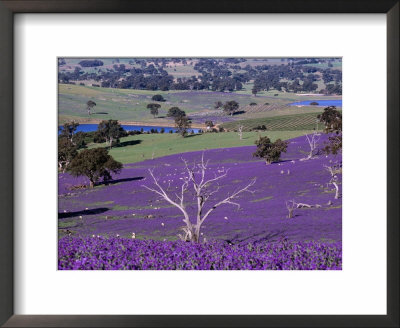 Sheep Grazing Amongst Salvation Jane With New Vineyards In Distance, South Australia by Diana Mayfield Pricing Limited Edition Print image
