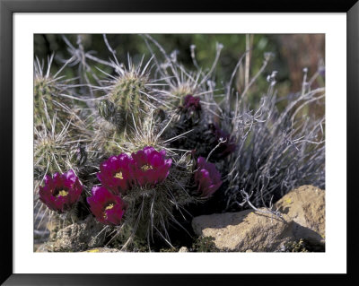 Strawberry Hedgehog, Saguaro National Park, Arizona, Usa by Kristin Mosher Pricing Limited Edition Print image