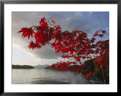 A Maple Tree In Fall Foliage Frames A View Of Barnard Harbour by Richard Nowitz Pricing Limited Edition Print image