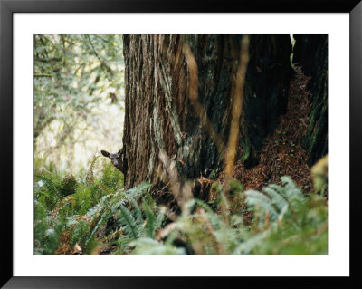 A Deer Peers Around The Trunk Of A Tree by Paul Nicklen Pricing Limited Edition Print image