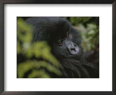 A Young Mountain Gorilla In Rwandas Virunga Mountains by Michael Nichols Pricing Limited Edition Print image