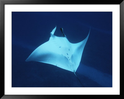 A Manta Ray, Manta Birostris, Swims Gracefully In A Blue Ocean by Brian J. Skerry Pricing Limited Edition Print image