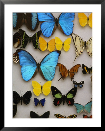 Display Of Butterfly Samples At The National Biodiversity Institute by Steve Winter Pricing Limited Edition Print image