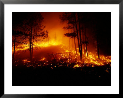 Flames From A Forest Fire Light Up The Night by Raymond Gehman Pricing Limited Edition Print image
