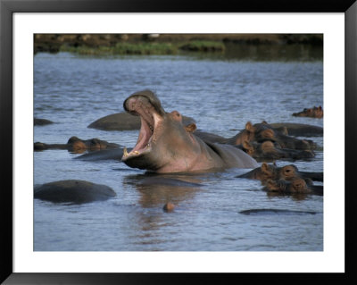 Hippos, Chobe National Park, Botswana, Africa by Jane Sweeney Pricing Limited Edition Print image