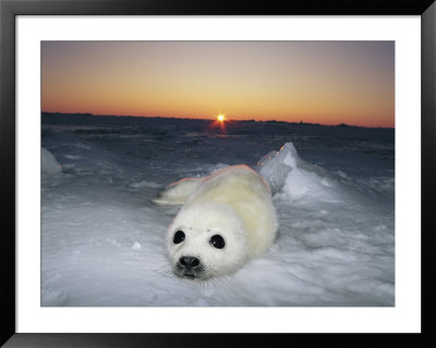 A Juvenile Gray Seal Pup Rests As The Sun Begins To Rise Over The Snowy Landscape by Norbert Rosing Pricing Limited Edition Print image