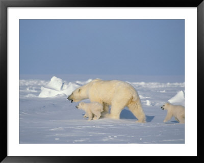 A Mother Walks Across A Snowfield With Her Young Cubs by Paul Nicklen Pricing Limited Edition Print image
