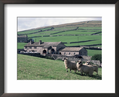 Sheep And Farm, Fox Up, Yorkshire, England, United Kingdom by Adam Woolfitt Pricing Limited Edition Print image
