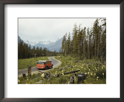 Goldenrod Beside A Road In Glacier National Park by Maynard Owen Williams Pricing Limited Edition Print image