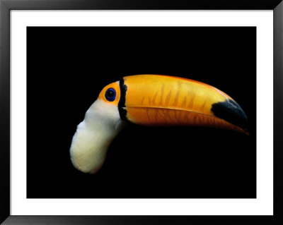 Close-Up Of A Toucan by Joel Sartore Pricing Limited Edition Print image