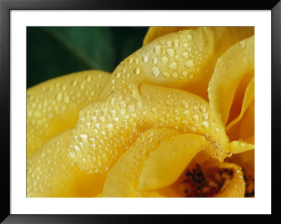 Close View Of Dew On Olympic Gold Rose Petals by Jason Edwards Pricing Limited Edition Print image