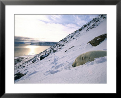 A Polar Bear Dozes On The Side Of A Snowy Hill by Paul Nicklen Pricing Limited Edition Print image