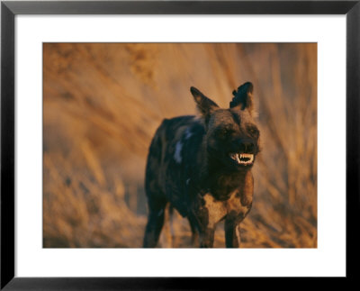 An African Wild Dog Bares Its Teeth In Warning by Chris Johns Pricing Limited Edition Print image
