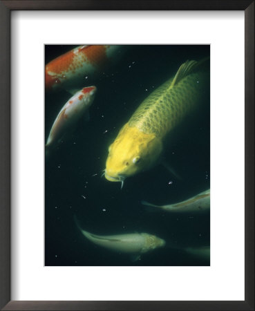 Koi Swim Peacefully In A Pond by David Evans Pricing Limited Edition Print image