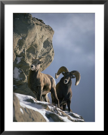 A Pair Of American Bighorn Sheep On A Ledge by Michael S. Quinton Pricing Limited Edition Print image