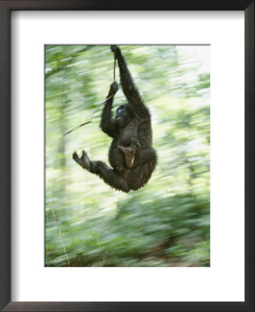 A Gorilla Plays At The Mpassa Reserve by Michael Nichols Pricing Limited Edition Print image