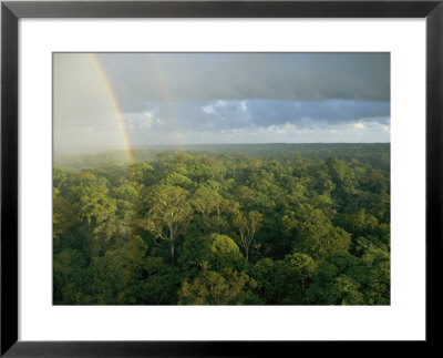 A Rainbow Arches Over The Rain Forest by Darlyne A. Murawski Pricing Limited Edition Print image