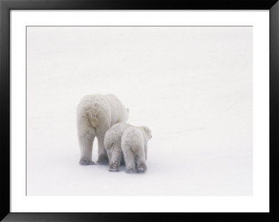 Rear View Of A Polar Bear And Her Two Cubs by Norbert Rosing Pricing Limited Edition Print image