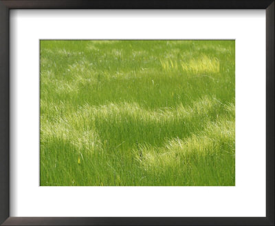 A Sea Of Fresh New Spring Grasses by Tom Murphy Pricing Limited Edition Print image