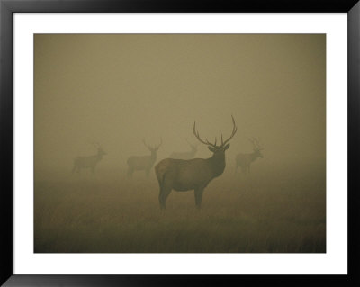 Several Bull Elk Stand In Smoke From The Yellowstone Fires Of 1988 by Michael S. Quinton Pricing Limited Edition Print image