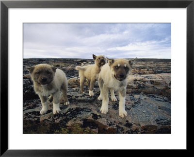 Trio Of Growling Husky Puppies In Nunavut, Canada by Paul Nicklen Pricing Limited Edition Print image