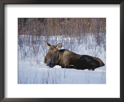 A Moose At Rest In The Snow by Paul Nicklen Pricing Limited Edition Print image