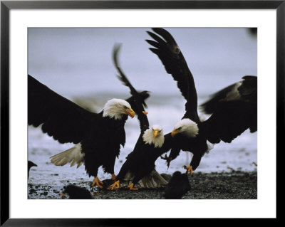 A Group Of American Bald Eagles Fight Over Food by Klaus Nigge Pricing Limited Edition Print image