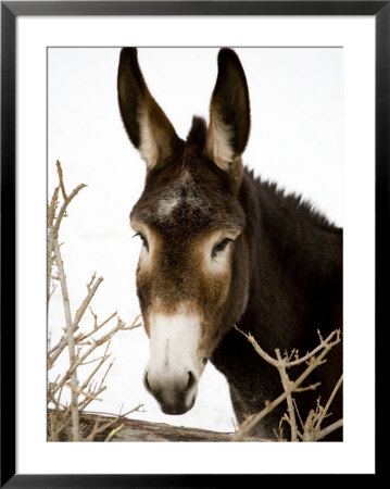 Portrait Of A Mule In Fresh Snow by Stephen St. John Pricing Limited Edition Print image