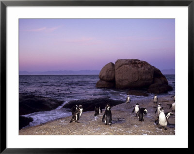 African (Jackass) Penguins, (Sphensiscus Demersus), Cape Town, South Africa, Africa by Thorsten Milse Pricing Limited Edition Print image