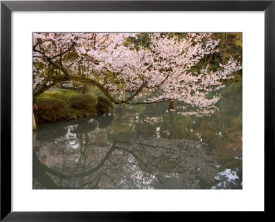 Cherry Blossom, Kenrokuen Garden, Kanazawa City, Ishigawa Prefecture, Honshu Island, Japan by Christian Kober Pricing Limited Edition Print image