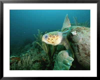 An Endangered Loggerhead Turtle, Caretta Caretta, Swims In A Blue Sea by Brian J. Skerry Pricing Limited Edition Print image