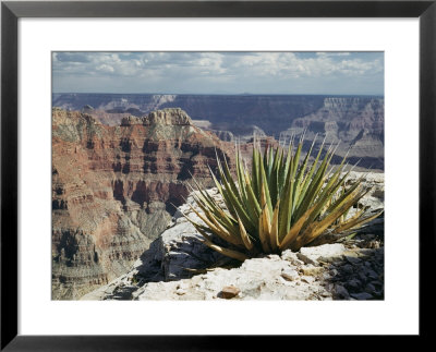 Yucca Plant Overlooking The Grand Canyon by Justin Locke Pricing Limited Edition Print image