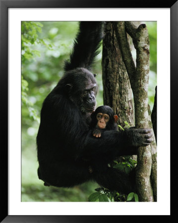 A Female Chimpanzee Climbs A Tree With Her Infant by Michael Nichols Pricing Limited Edition Print image