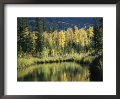 Birch And Spruce Trees Are Reflected In Cli Lake by Raymond Gehman Pricing Limited Edition Print image