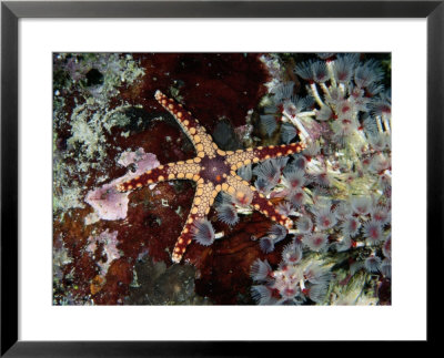 A Starfish Amid A Cluster Of Tubeworms by Wolcott Henry Pricing Limited Edition Print image