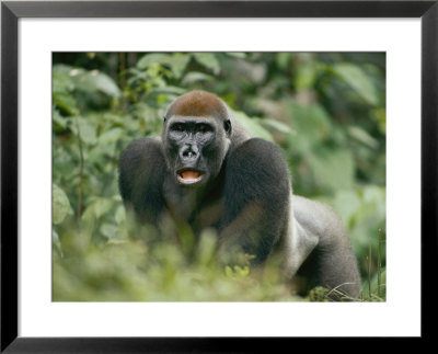 A Lowland Gorilla Walking Through The Forest On All Fours by Michael Fay Pricing Limited Edition Print image