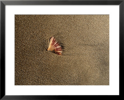 Shell On Sand At Bermagui Beach by Sam Abell Pricing Limited Edition Print image