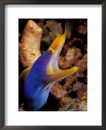 Blue Ribbon Eel, Papua New Guinea by Michele Westmorland Pricing Limited Edition Print image