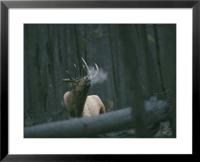 A Bull Elk Bugles, Emitting A Frosty Breath by Michael S. Quinton Pricing Limited Edition Print image